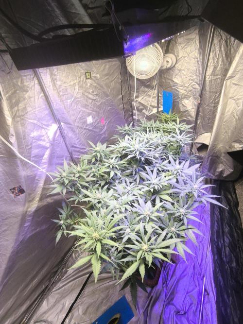 Super lemon haze. Week 14 - عاشق کولا های لیمویی هستم که درحال شکل هستن خیلی دوست دارم زودتر هفته 7 برسه 
