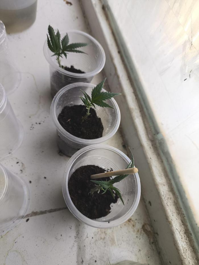 Super lemon haze. Week 3