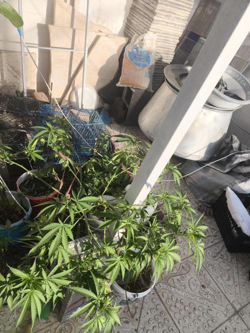 2x custom seed . Outdoor. Week 9