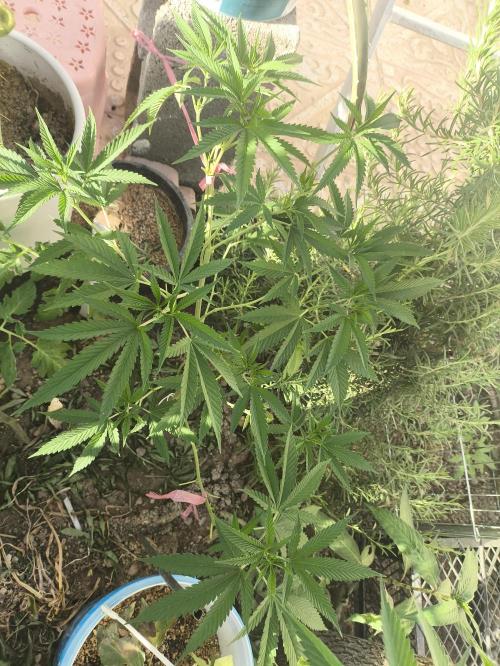 2x custom seed . Outdoor. Week 9