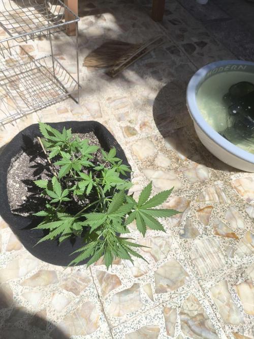 Black Cherry Punch. Week 4