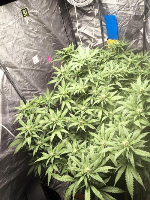 Super lemon haze. Week 14