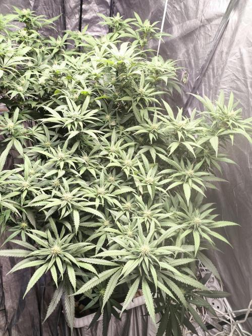 Super lemon haze. Week 14