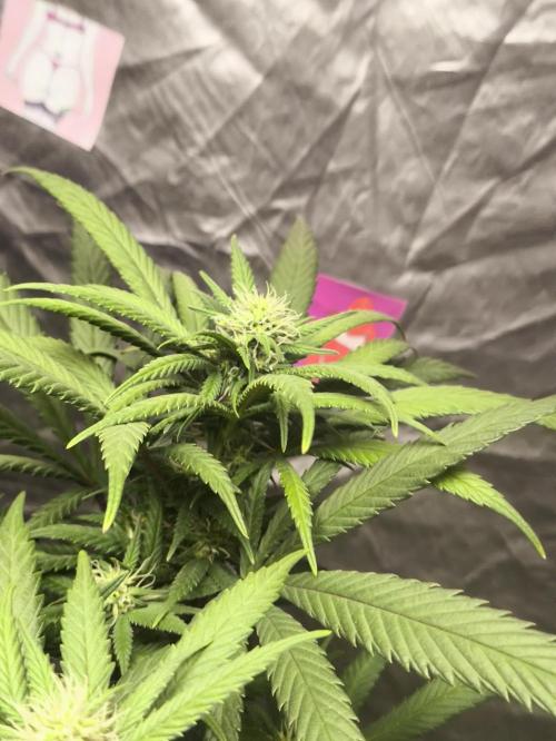 Super lemon haze. Week 14