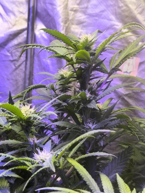 Super lemon haze. Week 14