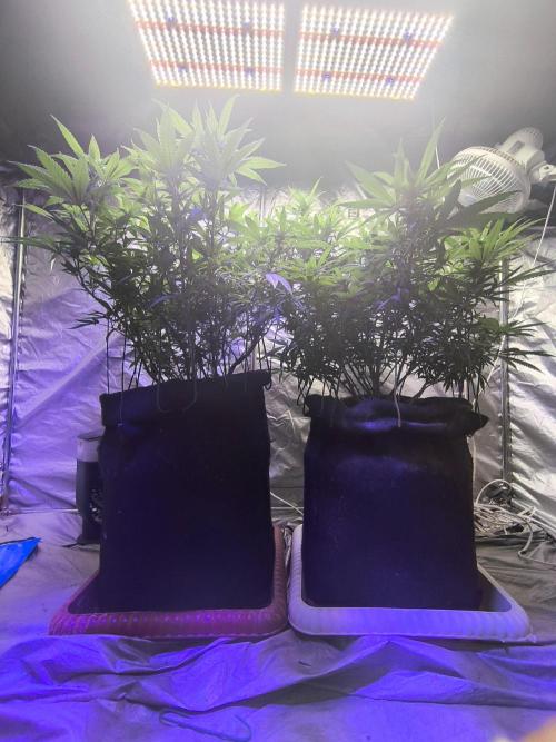 Super lemon haze. Week 14