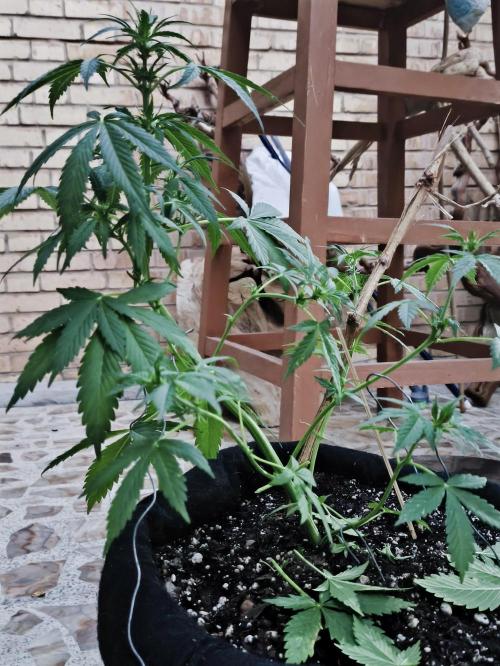 Black cherry panch autoflower #1 outdor. Week 4
