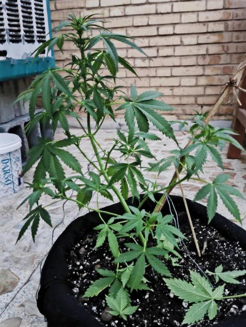 Black Cherry Punch. Week 4