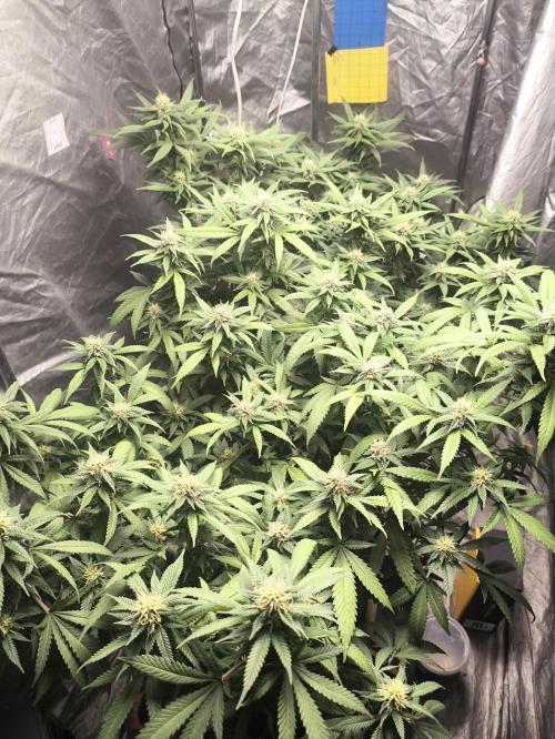 Super lemon haze. Week 15