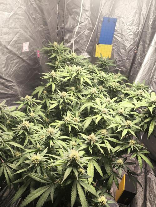 Super lemon haze. Week 15