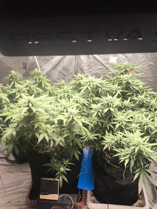 Super lemon haze. Week 15