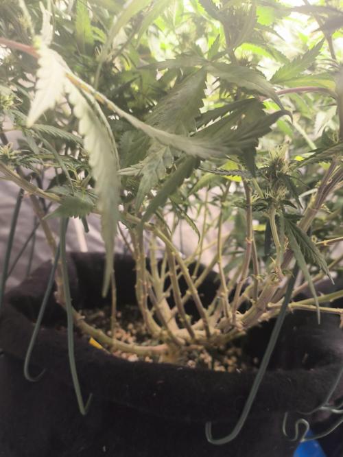 Super lemon haze. Week 15