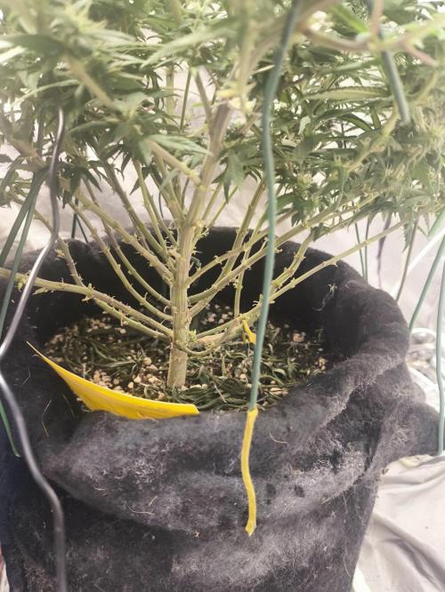 Super lemon haze. Week 15