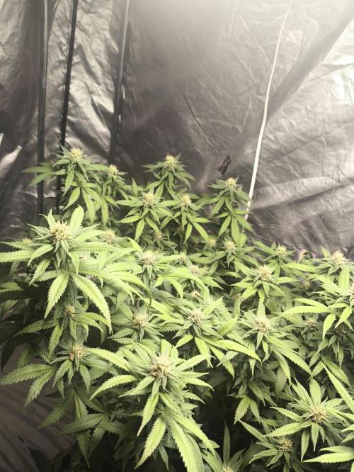 Super lemon haze. Week 15