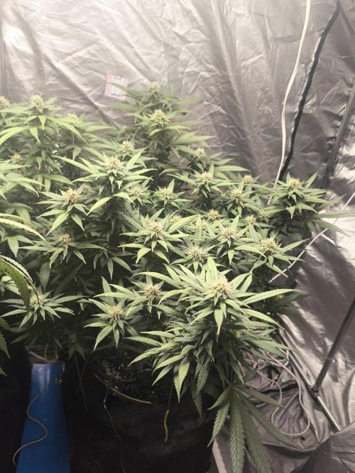 Super lemon haze. Week 15