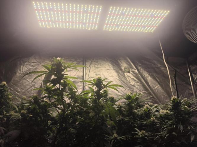 Super lemon haze. Week 15