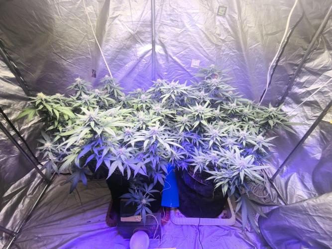 Super lemon haze. Week 15