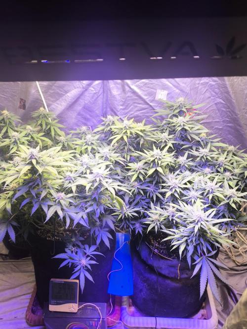 Super lemon haze. Week 15