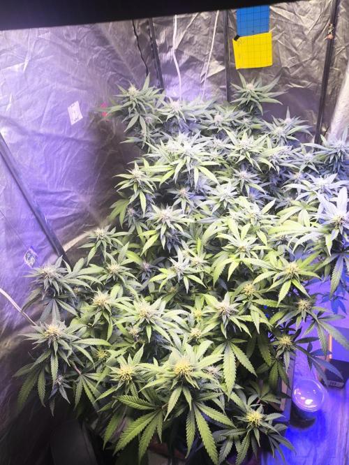 Super lemon haze. Week 15