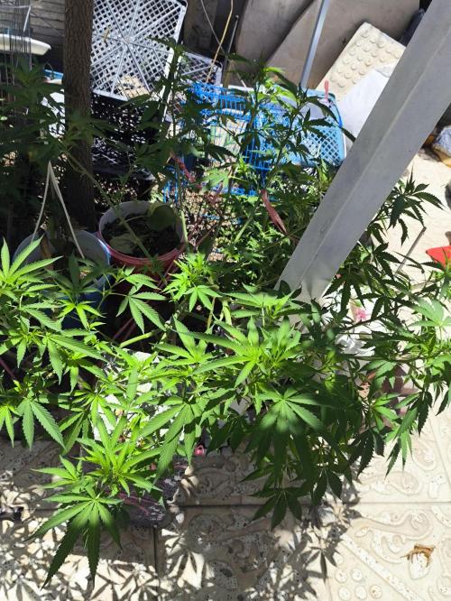 2x custom seed . Outdoor. Week 10