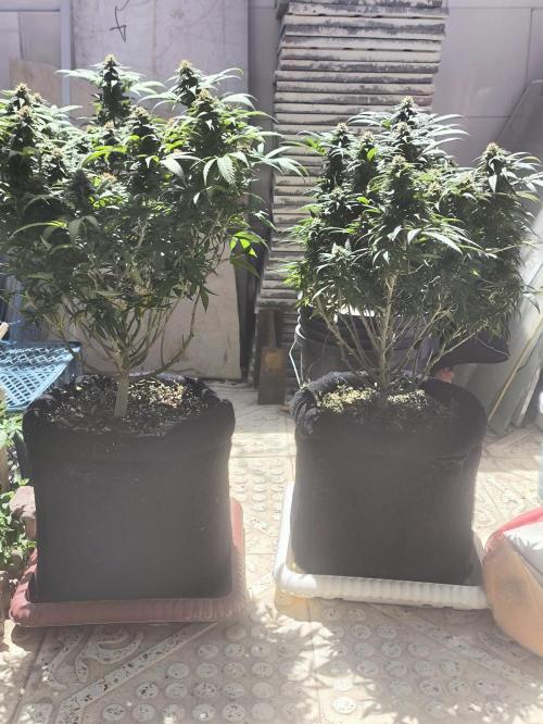 Super lemon haze. Week 16