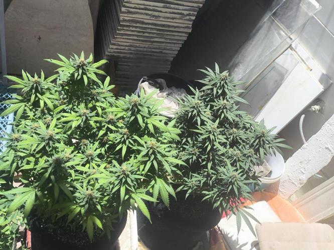 Super lemon haze. Week 16