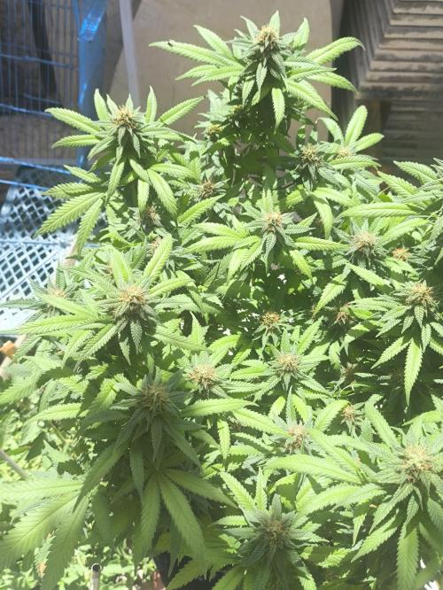 Super lemon haze. Week 16