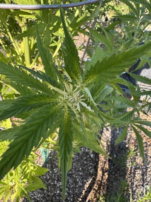 jj_farms