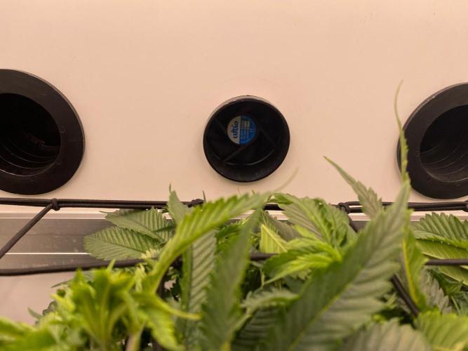 1 Pellezino cookies roomsize 0.35m². Week 5 - Nieuwe luchttoevoer geïnstalleerd, past perfect in de bestaande opening 