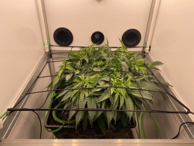 1 Pellezino cookies roomsize 0.35m². Week 5