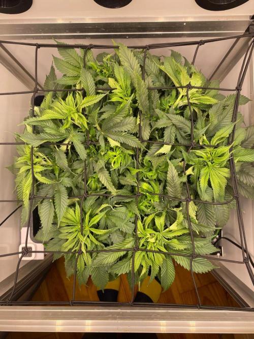 1 Pellezino cookies roomsize 0.35m². Week 5