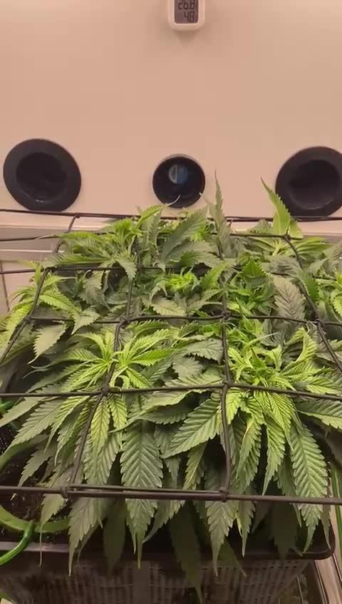 1 Pellezino cookies roomsize 0.35m²