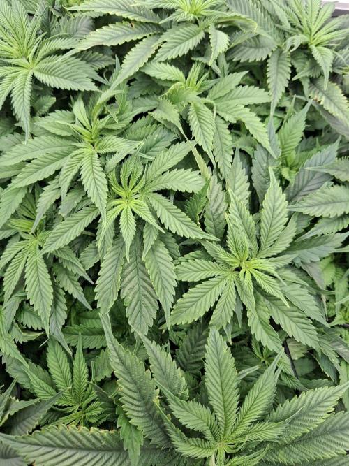 1 Pellezino cookies roomsize 0.35m². Week 8