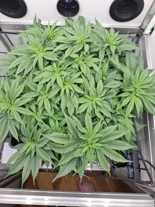 1 Pellezino cookies roomsize 0.35m². Week 8