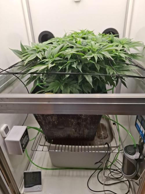 1 Pellezino cookies roomsize 0.35m². Week 8