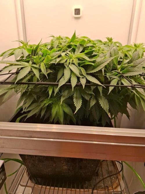 1 Pellezino cookies roomsize 0.35m². Week 9