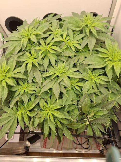 1 Pellezino cookies roomsize 0.35m². Week 9