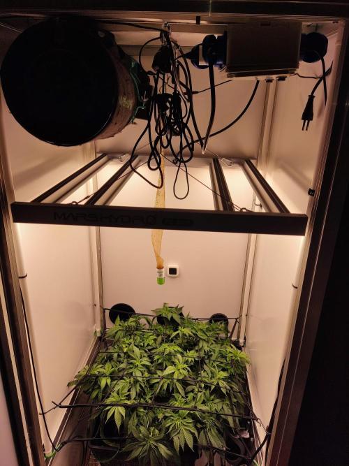 1 Pellezino cookies roomsize 0.35m². Week 10