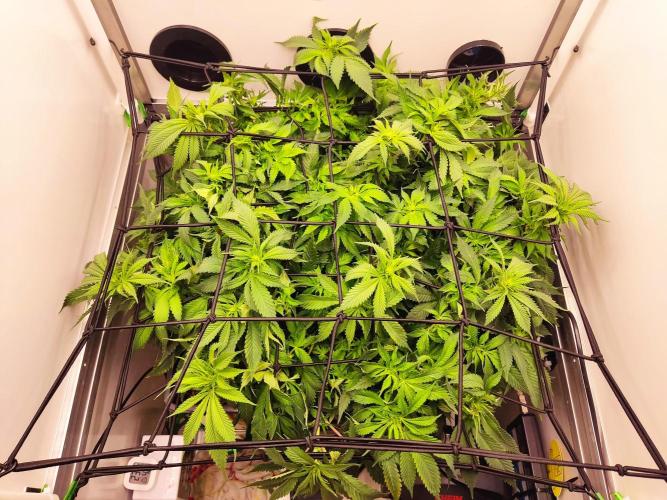 1 Pellezino cookies roomsize 0.35m². Week 10