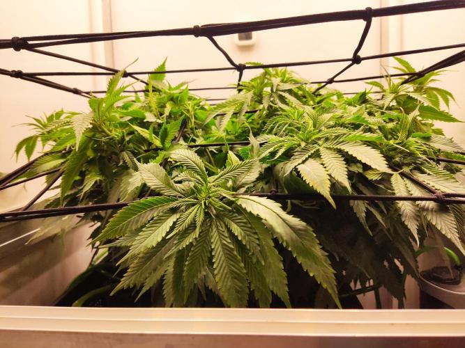 1 Pellezino cookies roomsize 0.35m². Week 10