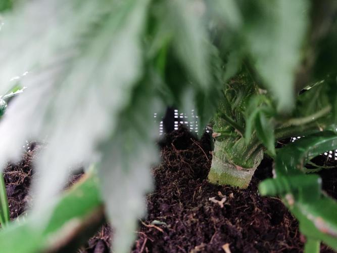 1 Pellezino cookies roomsize 0.35m². Week 10