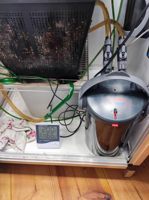 1 Pellezino cookies roomsize 0.35m². Week 10