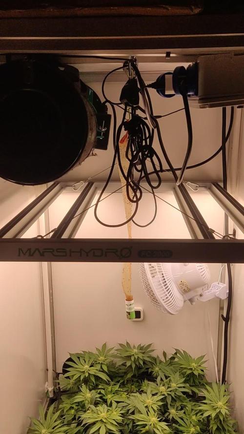 1 Pellezino cookies roomsize 0.35m²