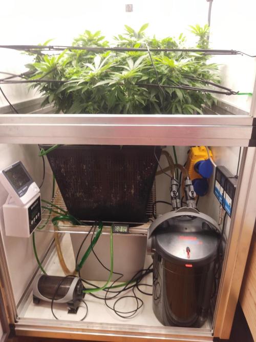 1 Pellezino cookies roomsize 0.35m². Week 11