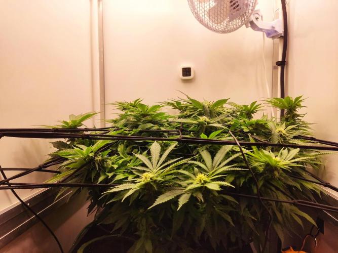 1 Pellezino cookies roomsize 0.35m². Week 11