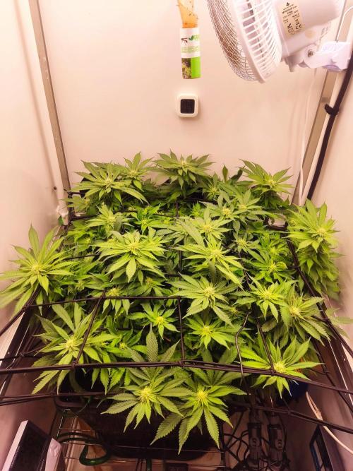 1 Pellezino cookies roomsize 0.35m². Week 11