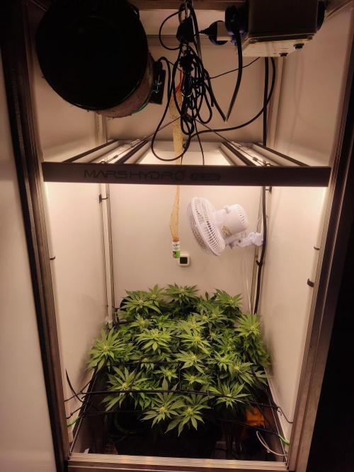 1 Pellezino cookies roomsize 0.35m². Week 11