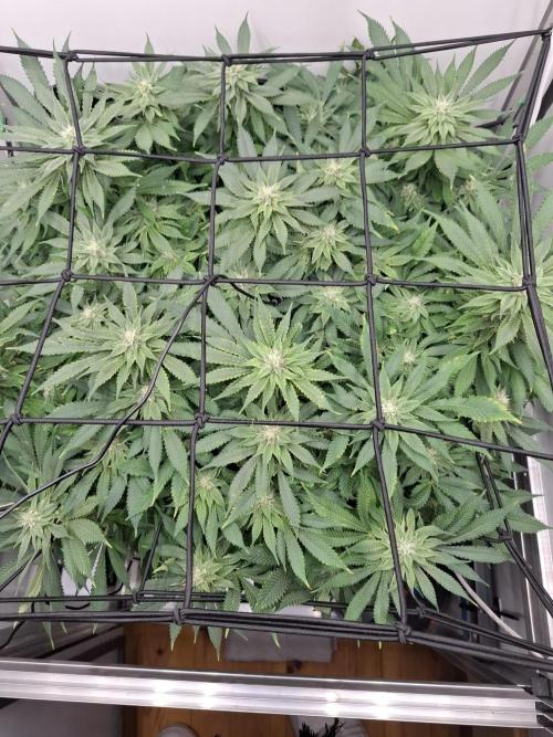 1 Pellezino cookies roomsize 0.35m². Week 12