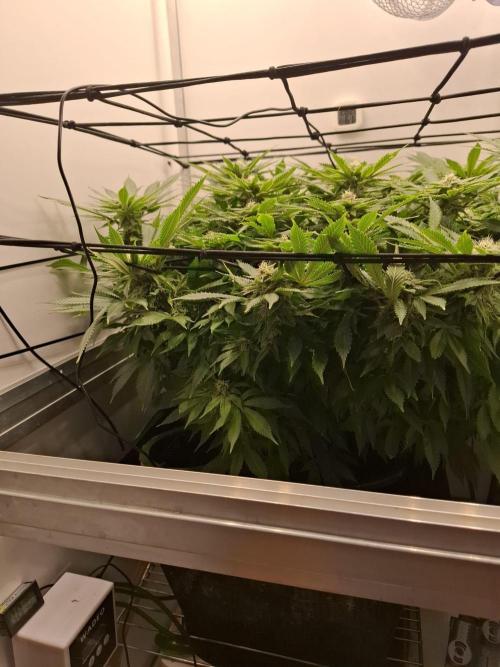 1 Pellezino cookies roomsize 0.35m². Week 12