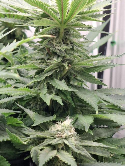 1 Pellezino cookies roomsize 0.35m². Week 12